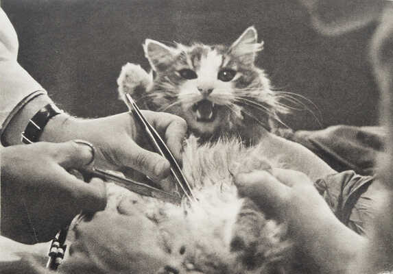 Рассказ одного Айболита. [Фотокнига] / Фот. И.И. Гневашева, текст Г.М. Цыферова. М.: Малыш, 1968.